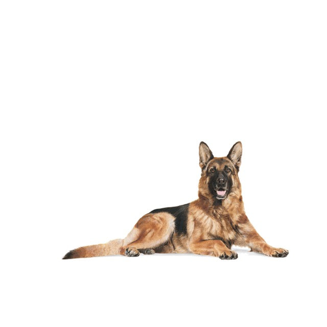 Royal Canin German Shepherd 5+