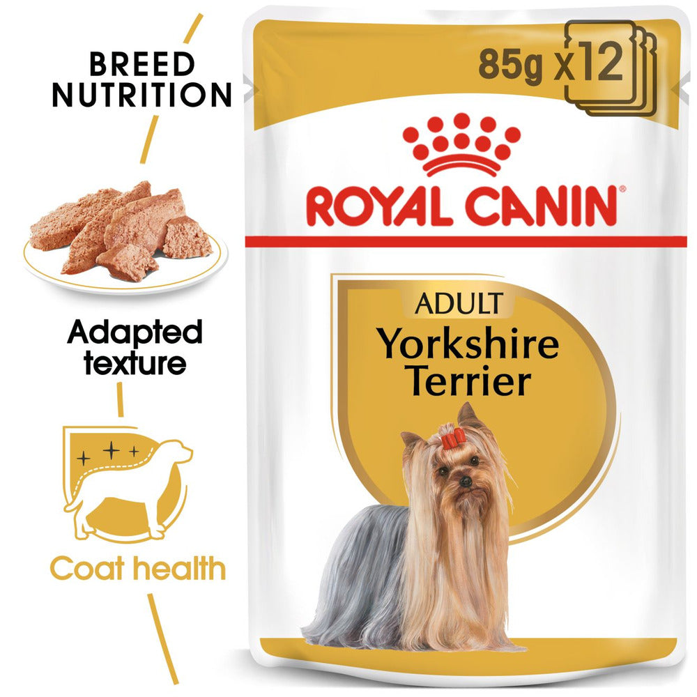 Yorkshire Terrier Adult